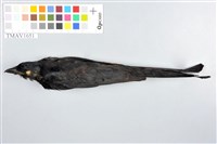 藏品(大卷尾)的圖片